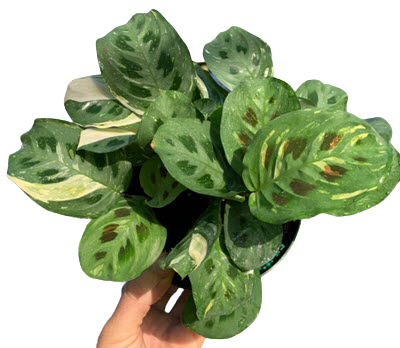 6" Maranta Variegated Beauty Kim